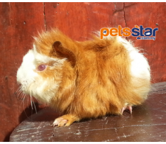 Guinea Pig